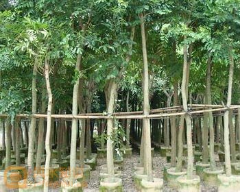 三国志政策版庞统攻略庞统怎样玩