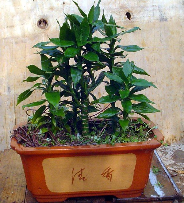 浙江龙泉一幼儿园6名孩子误把神经病药当糖果吃中毒(图)